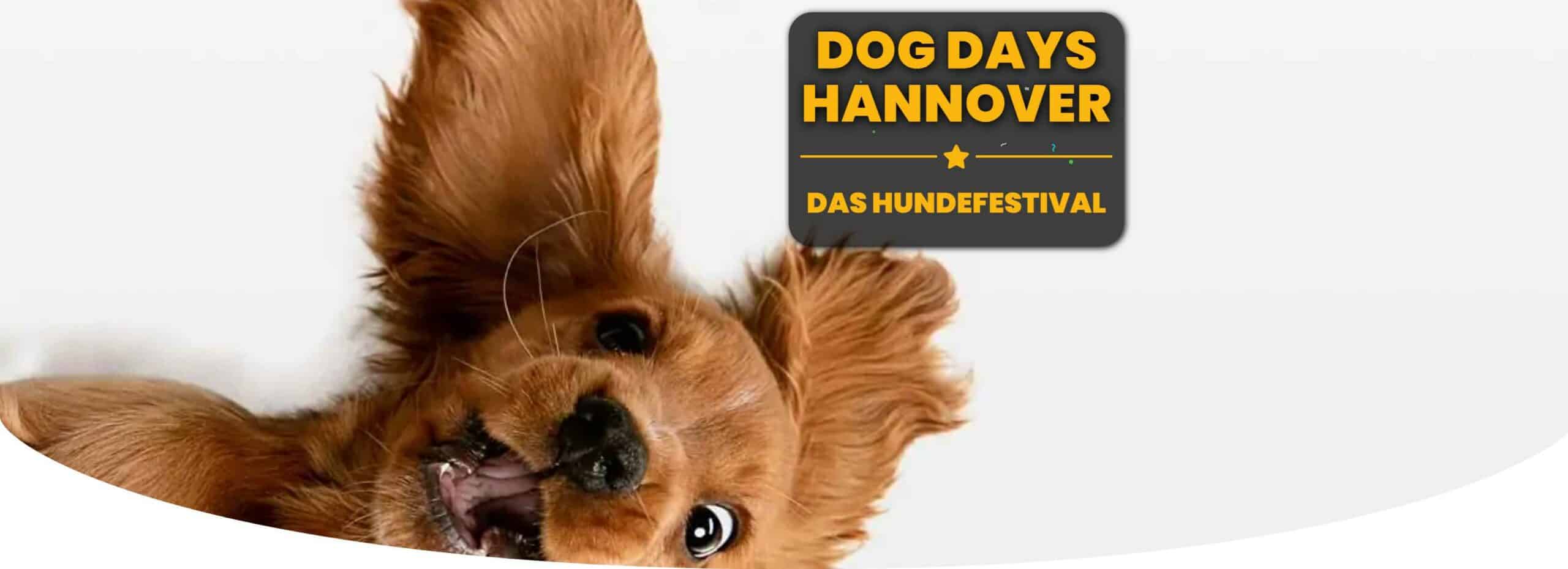 Featured image for “Dog Days Hannover 2024”